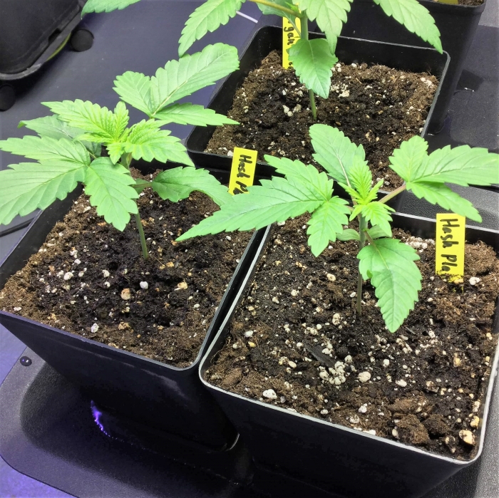 Afghan Hash Plant - Regular / Barney's Farm: photos - Gro...