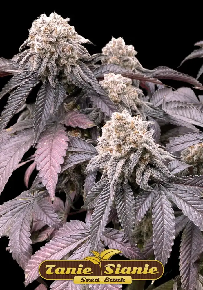 Mimosa x Orange Punch