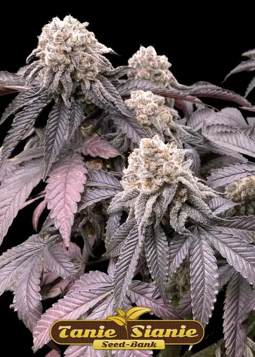 Mimosa x Orange Punch