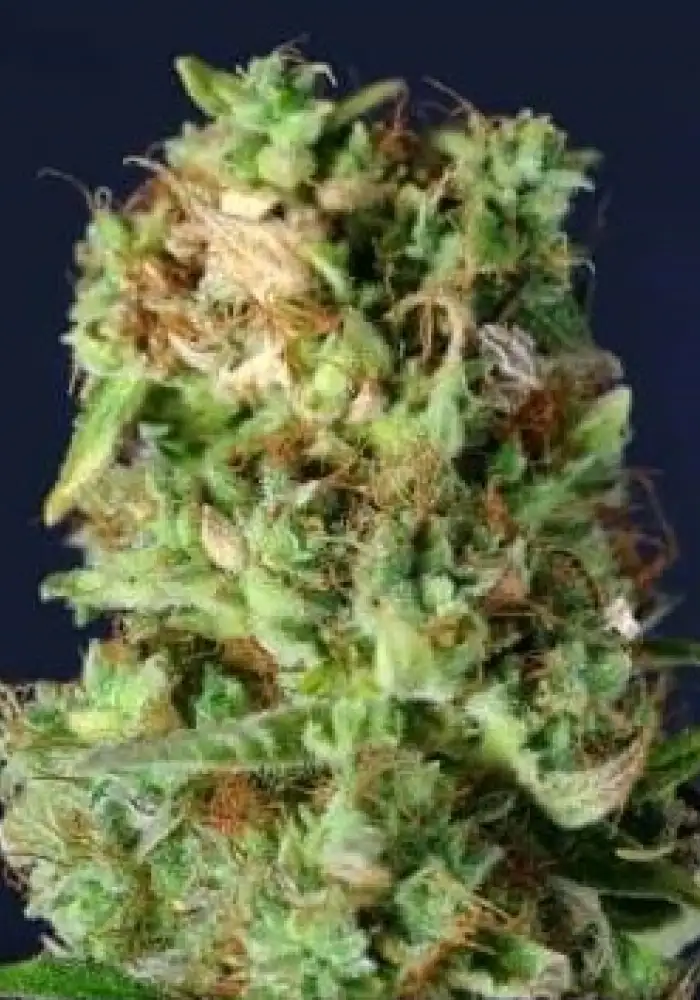 Northern Kush