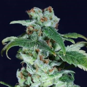 Super Skunk Strain Info / Super Skunk Weed By Gea Seeds - GrowDiaries