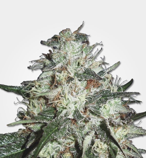 Cotton Candy Kush Strain Info / Cotton Candy Kush Weed By MSNL