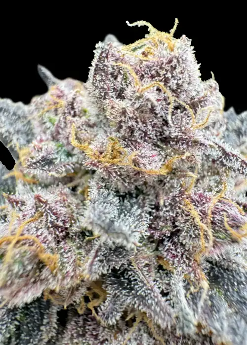 Cherry Cola Auto RF3