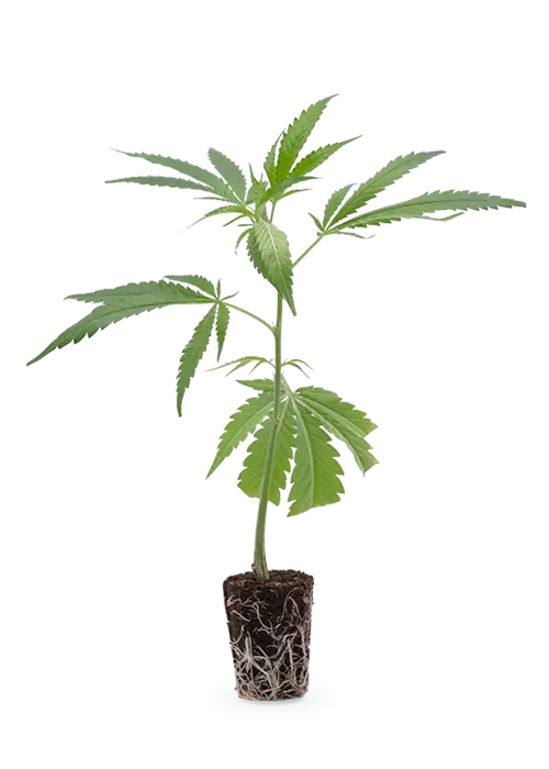 Gorilla Zkittlez | Steckling