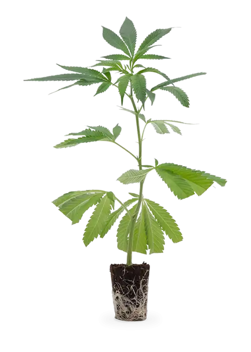 Mimosa EVO | Steckling