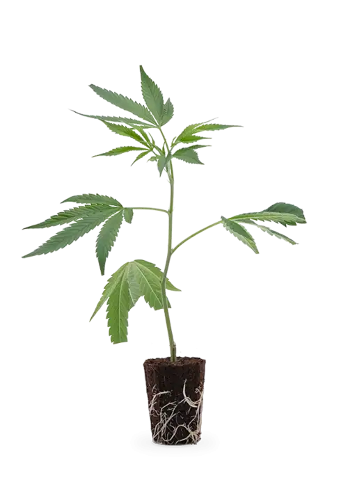 Wedding Cake | Steckling 