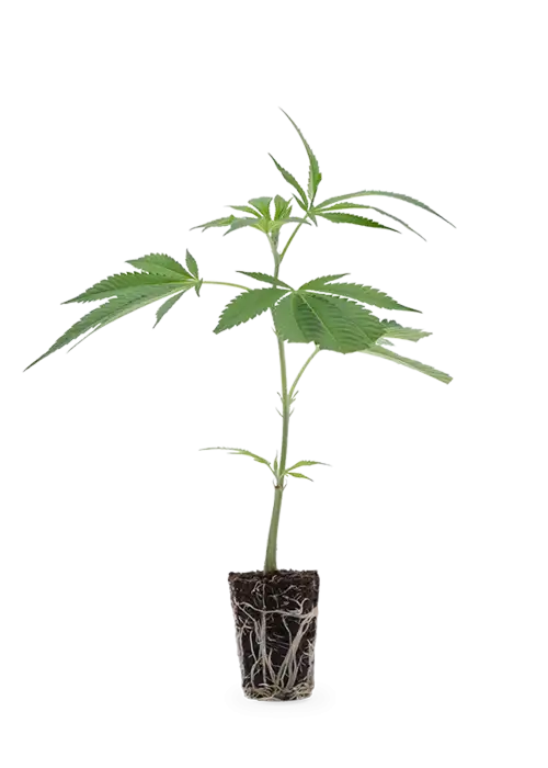 Critical Kush | Steckling 