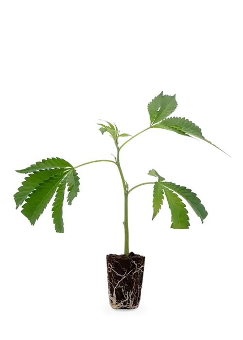 Bruce Banner | Steckling