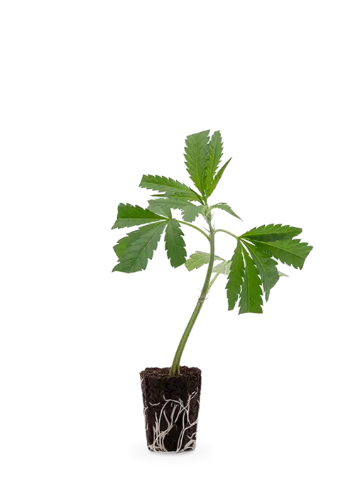 Super Lemon Haze | Steckling 