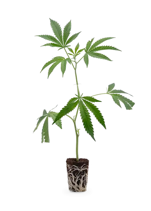 Blueberry | Steckling