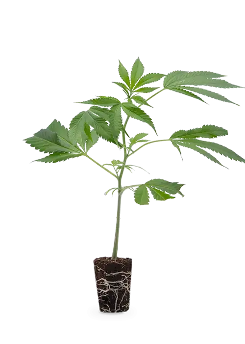 Cap Junky | Steckling 