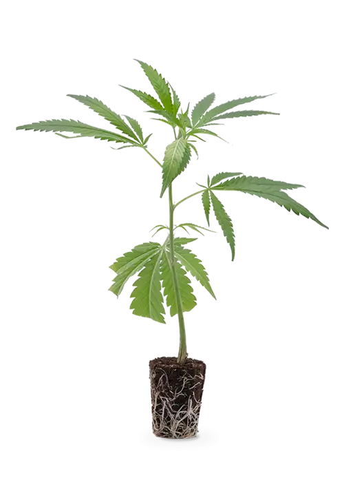 Candy Store | Steckling 