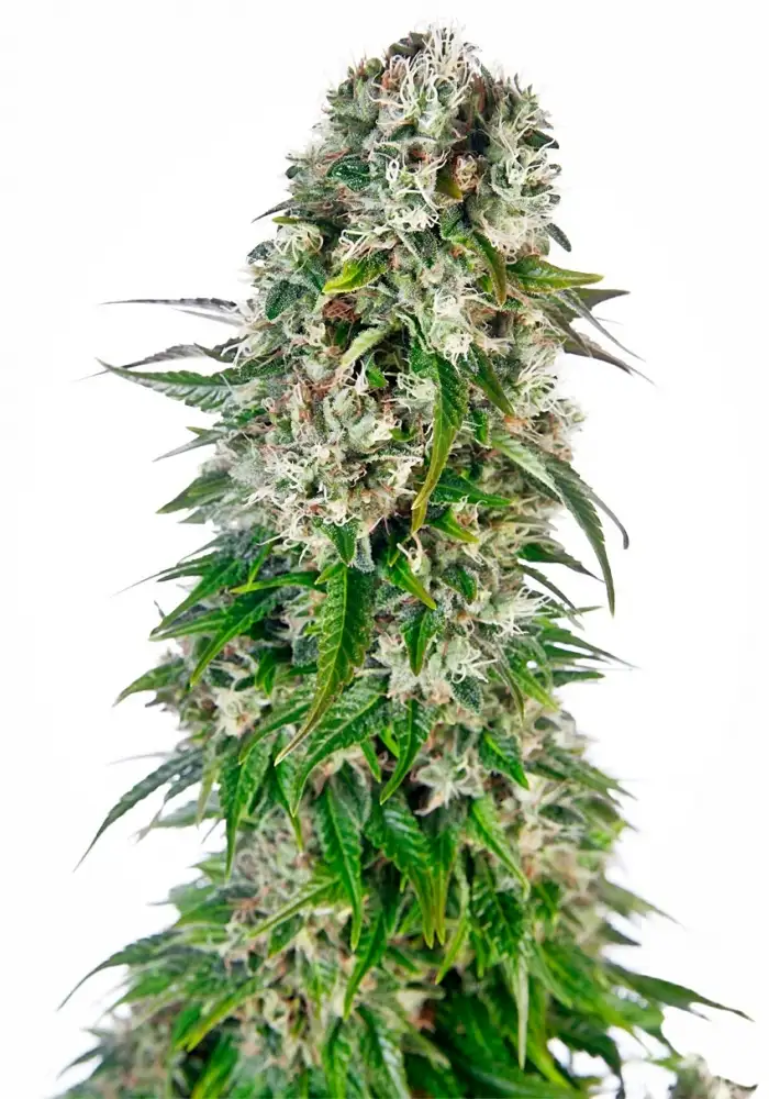 Big Bud Automatic