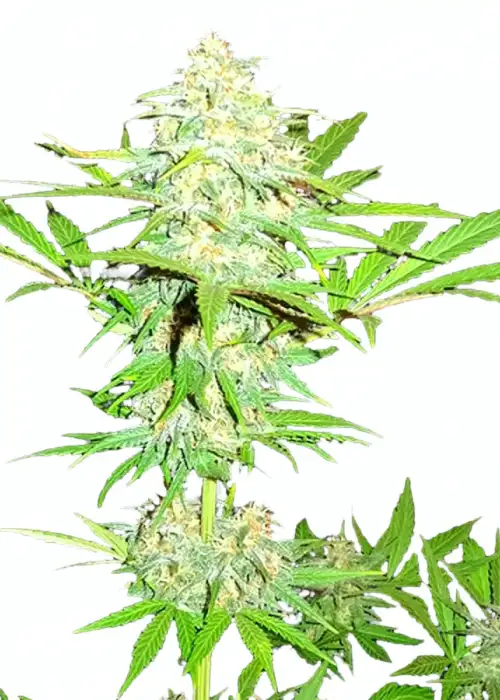Cali Gangsta Kush