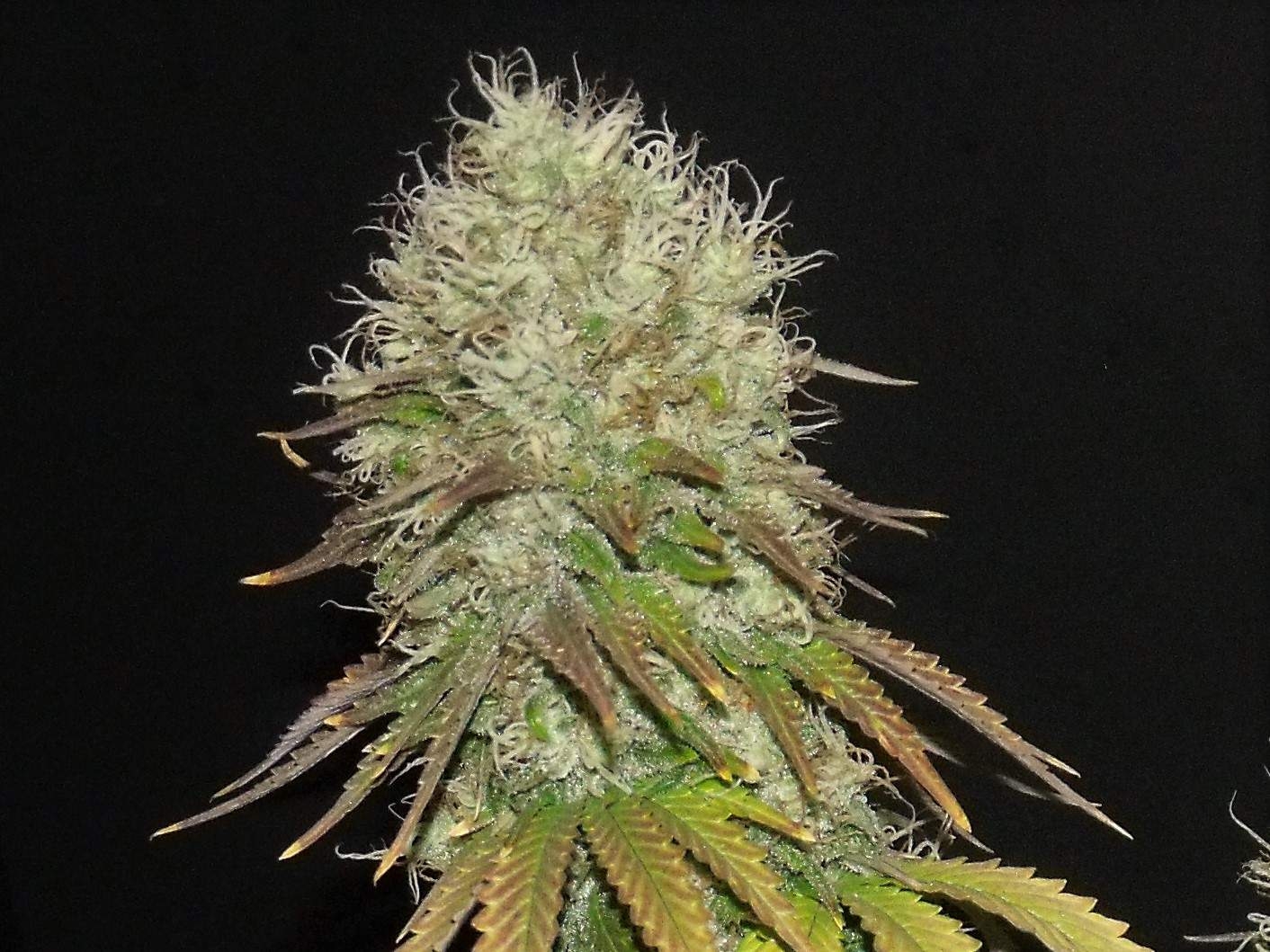 Honey Rock Strain Info / Honey Rock Weed By Sumo Seeds GrowDiaries