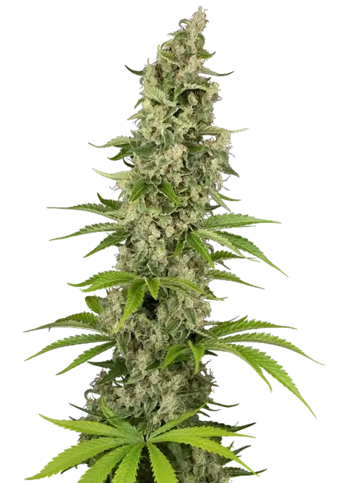 Beluga Blanc Fem