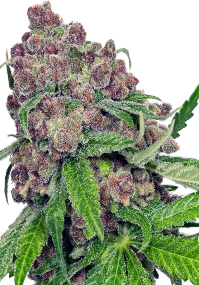 Cherry Bacio Fem