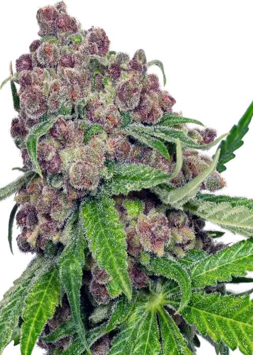 Cherry Bacio Fem