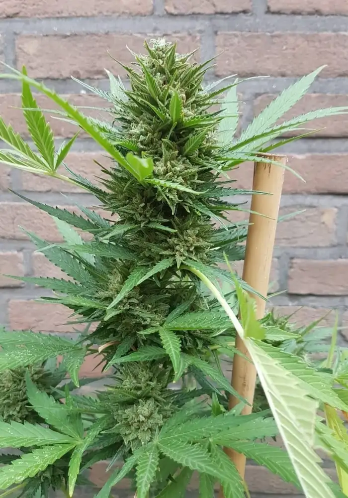 White Widow Original Auto