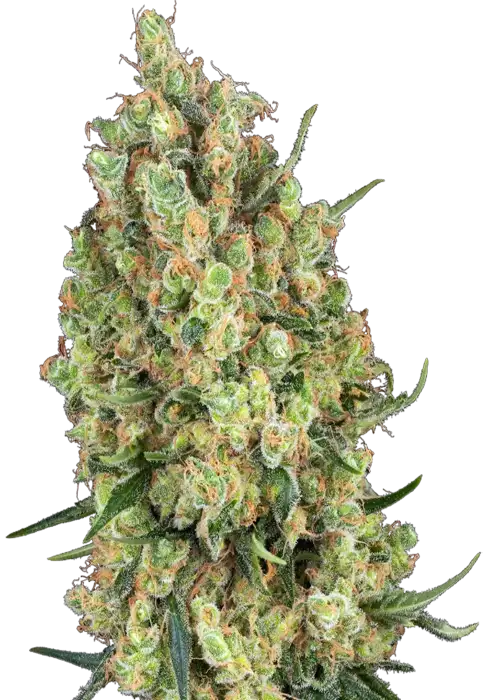 Candy Hash Fem