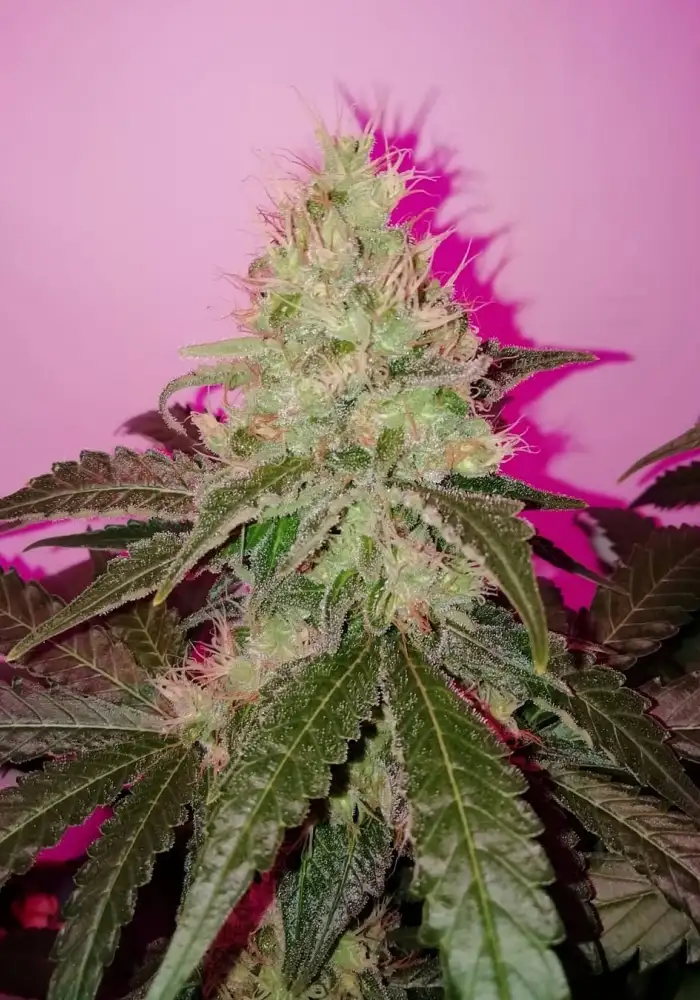 White Widow Original