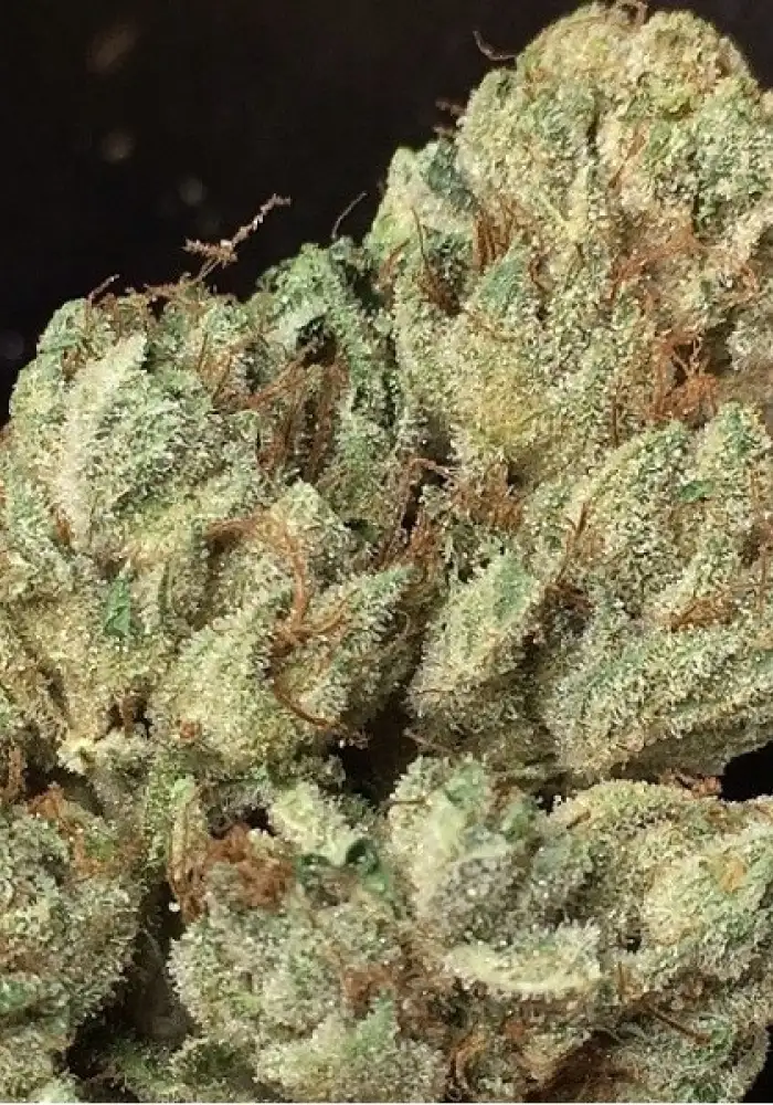 Bruce Banner III