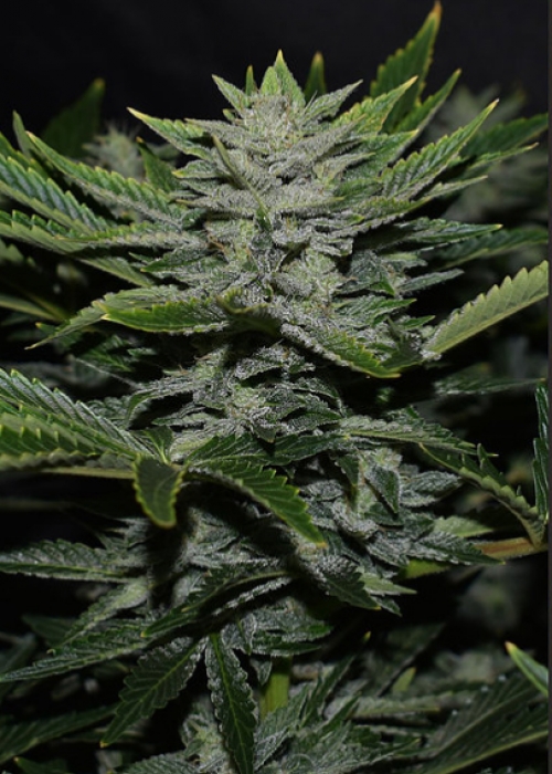 Orange Diesel Strain Info / Orange Diesel Weed By Mephisto