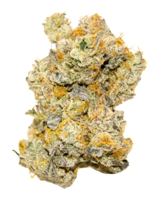 White Truffle Autoflower Limited Edition