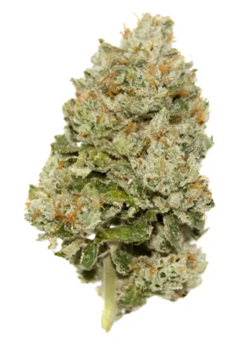 Lemon Zkittlez Autoflower Limited Edition