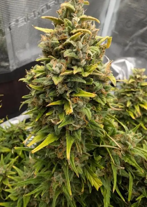 Auto Gorilla Zkittlez