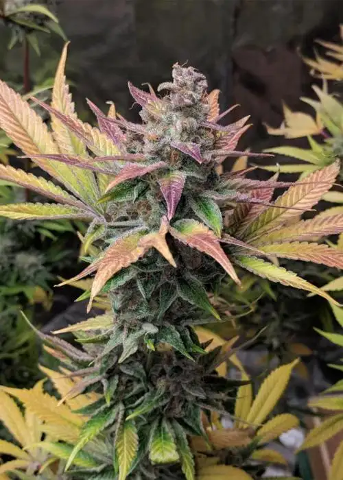 Auto Tropicana Cookies