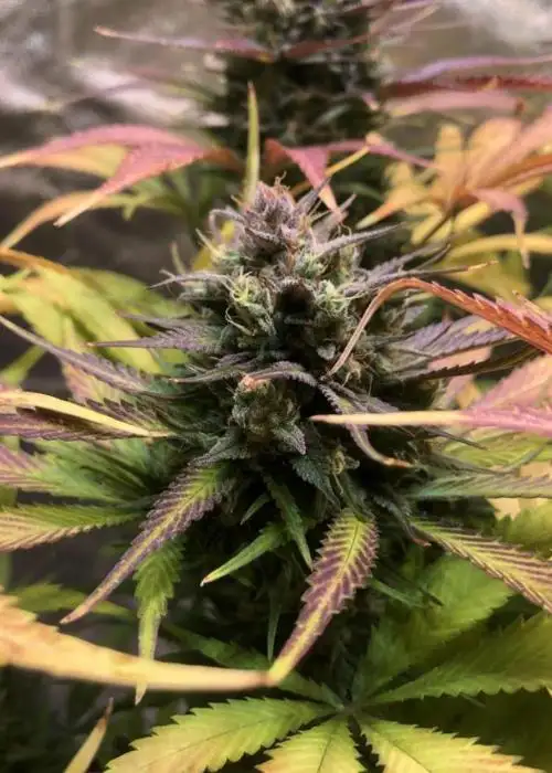 Auto Strawberry Haze