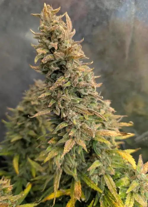 Miracle Alien Cookies