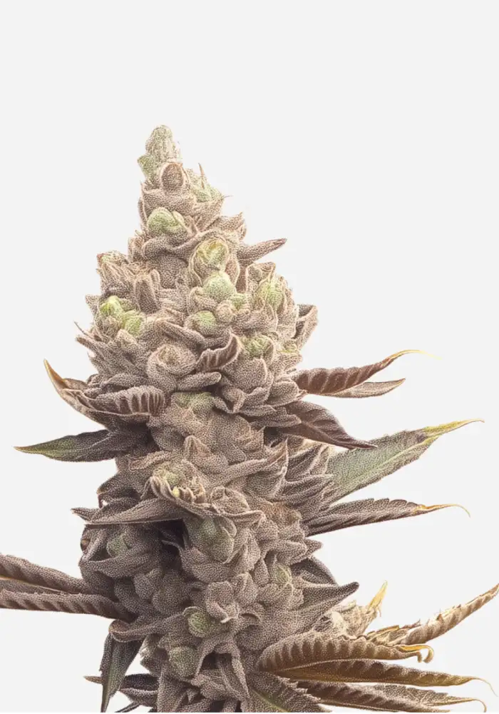  Permanent Bluez genetics