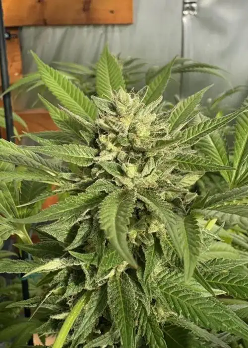 Auto Mimosa Orange Punch