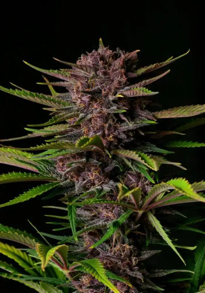 Auto Purple Haze