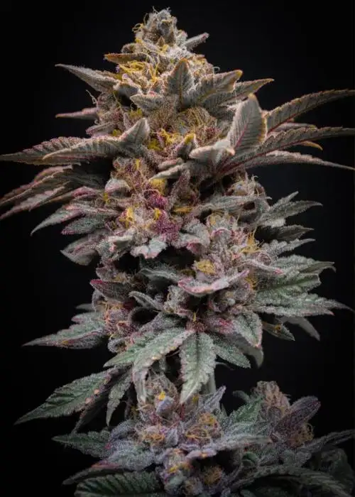 Auto Cherry Kush Coke