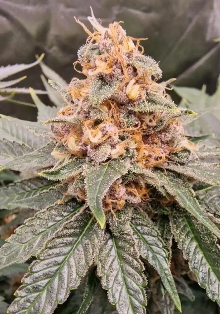Black Cherry Punch
