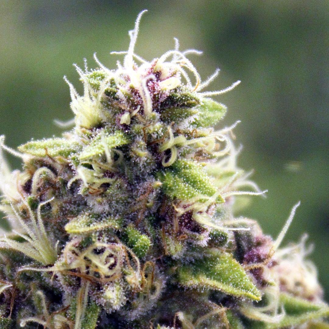 Frost Bomb Seeds by Relentless Genetics - GrowDiaries