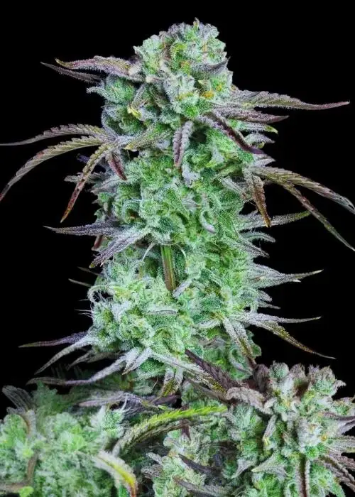 Spice the Reaper Auto