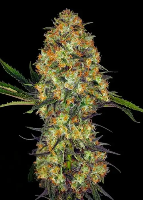 Cheesus in the Tropics Auto