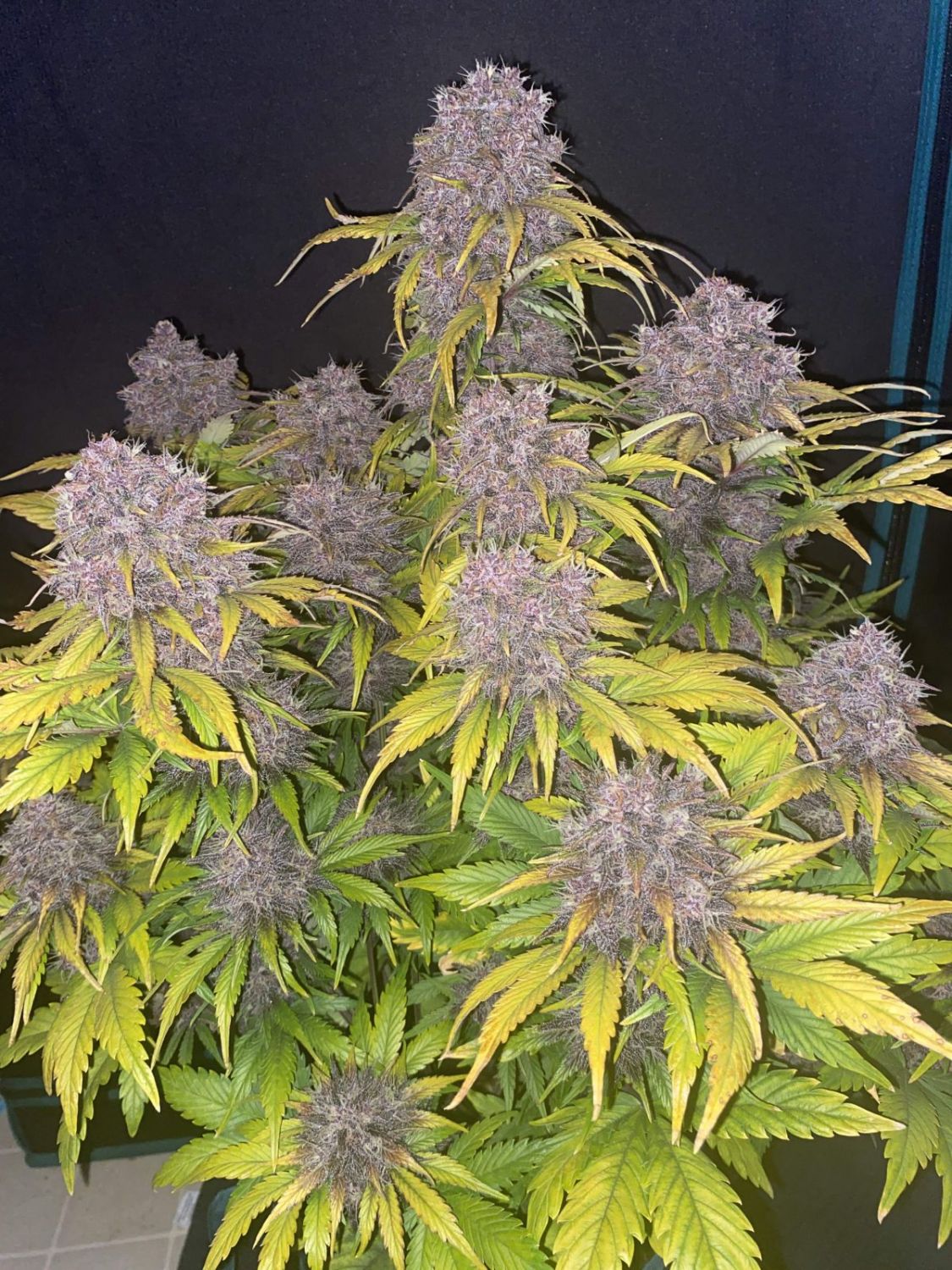 Purple Lemonade Auto Strain Info / Purple Lemonade Auto Weed By Fast