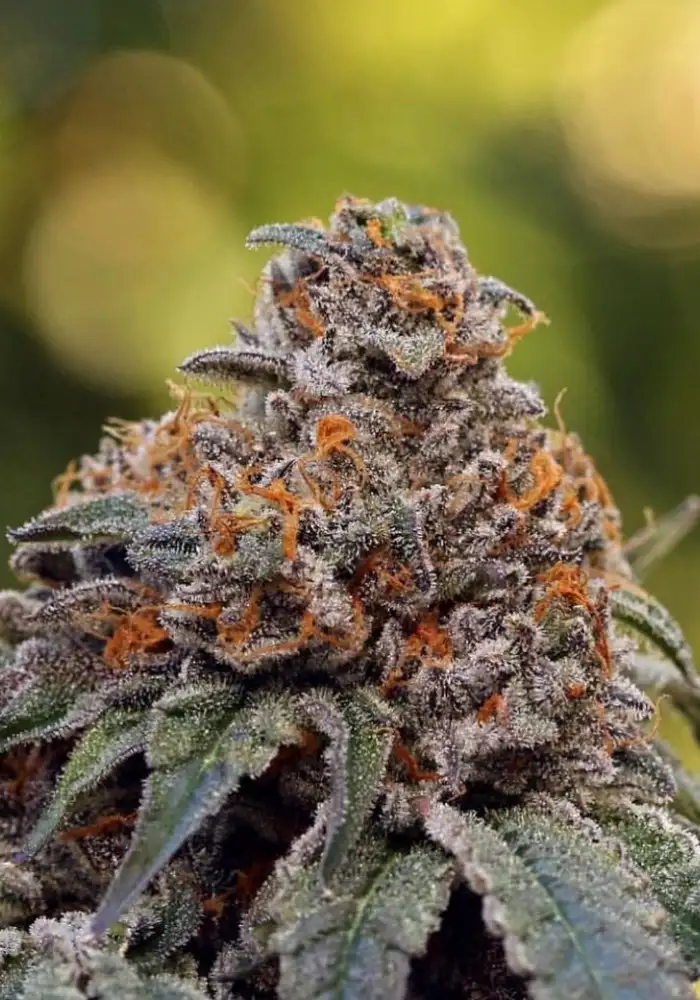 Gelato #41