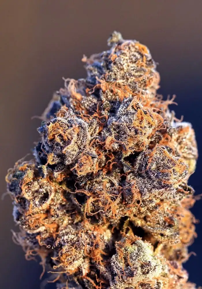 Sunset Sherbet