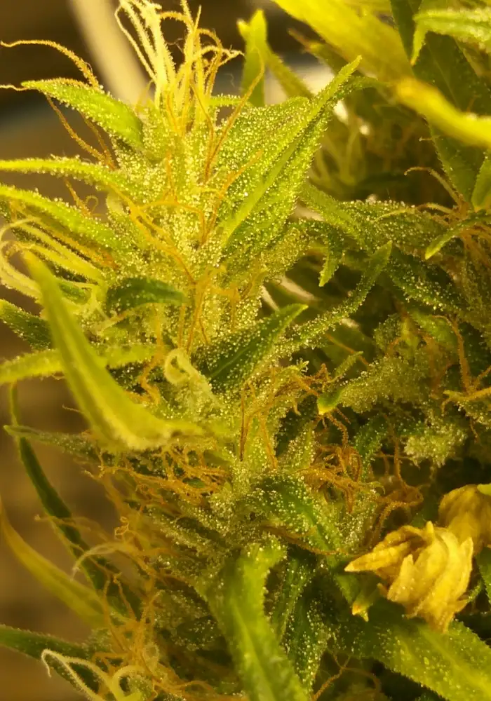 Banana Sativa