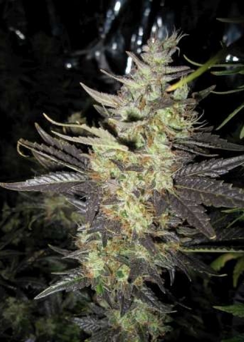 Strawberry Diesel Strain Info / Strawberry Diesel Weed By Holy Smoke