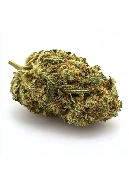 Fritter Licker feminized