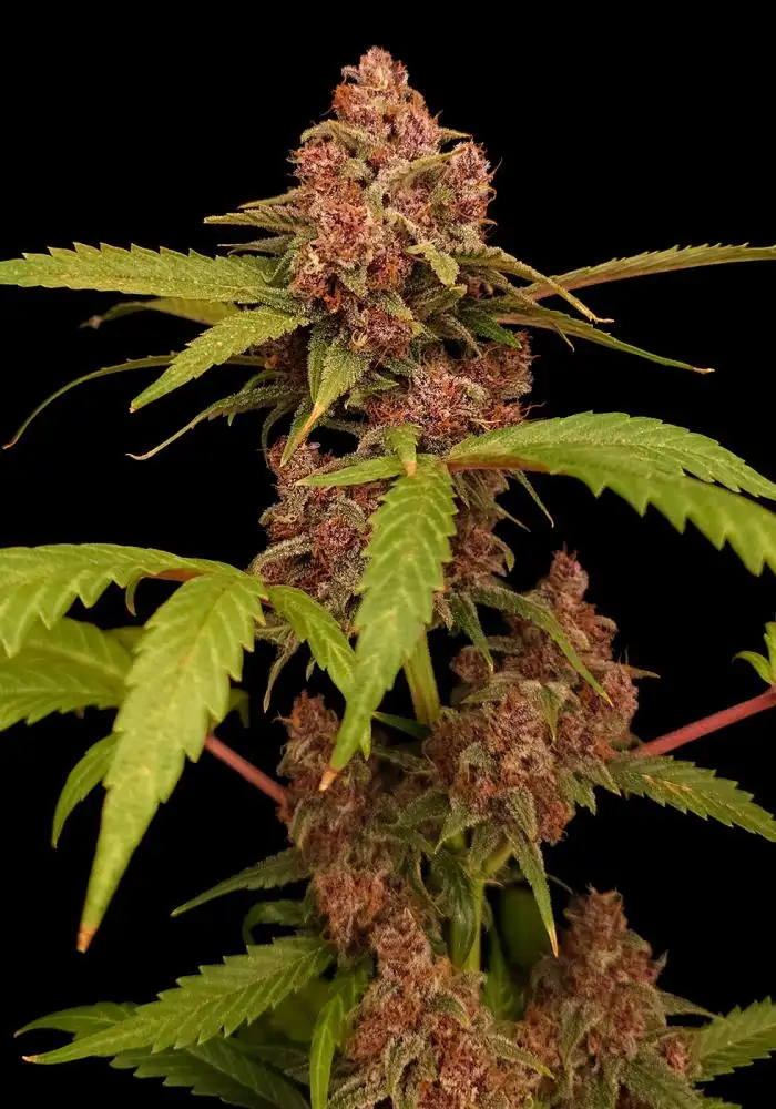 Banana Purple Auto