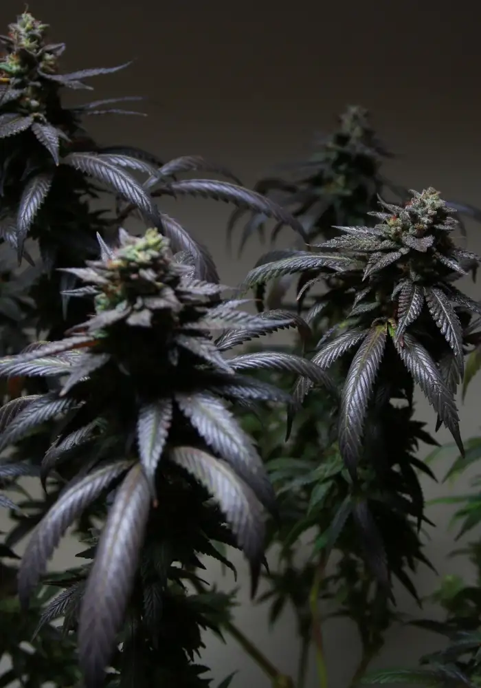 Blue Sherbet S1