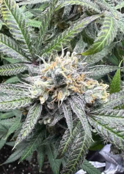 Black Jack Autoflower